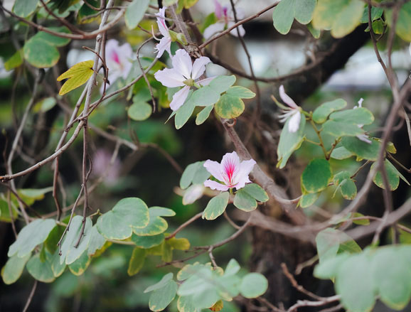 17 ngày nữa là hết năm, người Hà Nội ngỡ ngàng bắt gặp hoa ban trái mùa khoe sắc trong giá rét